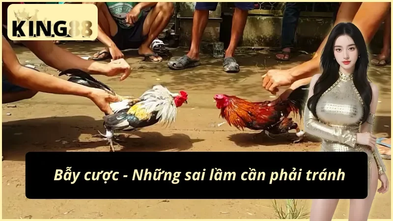 Tổng hợp những bẫy cược cùng đá gà cựa sắt KING88 