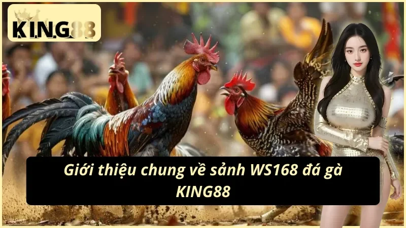 Giới thiệu sơ lược về sảnh WS168 đá gà KING88